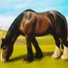 Black White Shire Horse paint by numbers