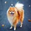 Blonde Pomeranian Dog Paint By Number