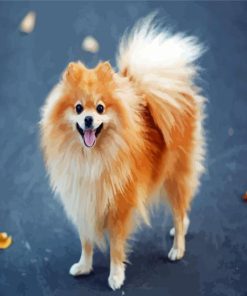 Blonde Pomeranian Dog Paint By Number