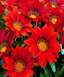 Blooming Red Gazania paint by numbers