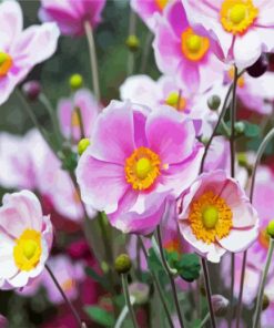 Blooming Anemones paint by numbers
