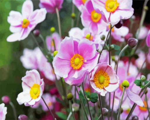 Blooming Anemones paint by numbers