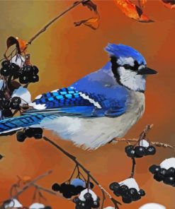 Blue Jay Bird paint by numbers