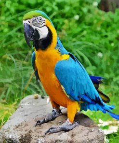 Blue and Gold Macaw paint by numbers