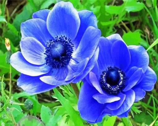 Blue Anemone paint by numbers