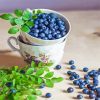Blueberries Cup paint by numbers