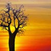 Boab Tree At Sunset Paint By Number