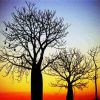 Boab Trees At Sunset Paint By Number