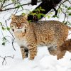 Bobcat In The Snow Paint By Number