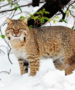 Bobcat In The Snow Paint By Number