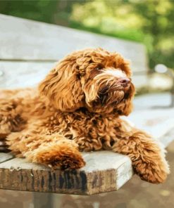 Brown Australian Labradoodle Paint By Number