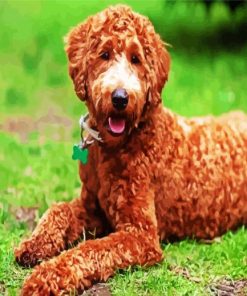 Brown Labradoodle Dog Paint By Number