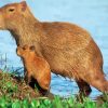 Capybara Rodent paint by numbers