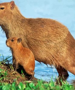 Capybara Rodent paint by numbers