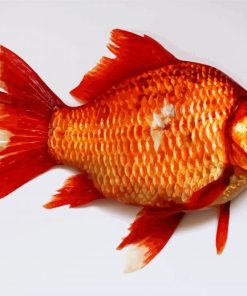 Carp Goldfish paint by numbers