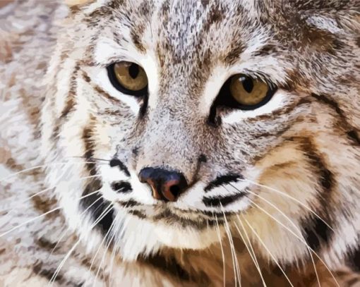 Close Up Bobcat Animal Paint By Number