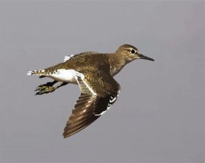 Common Sandpiper Bird paint by numbers