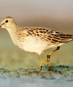 Common Sandpiper paint by numbers
