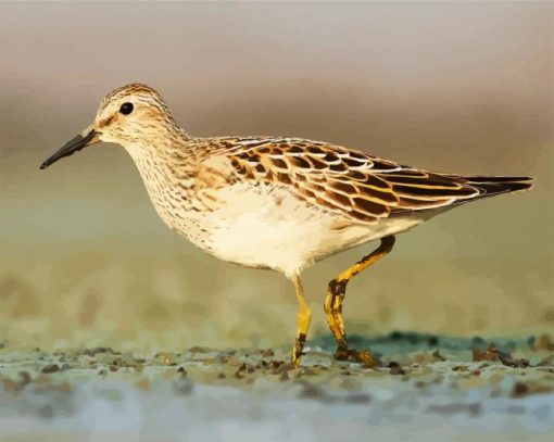Common Sandpiper paint by numbers