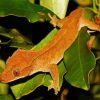 Crested Gecko Lizard Paint By Number