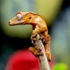 Crested Gecko Paint By Number