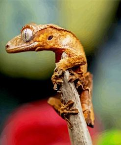 Crested Gecko Paint By Number