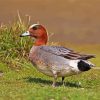 Eurasian Wigeon Male Bird Paint By Number