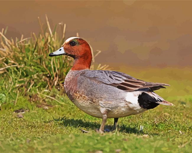 Eurasian Wigeon Male Bird Paint By Number