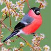 Eurasian Bullfinch and Flowers paint by numbers