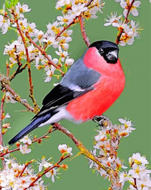 Eurasian Bullfinch and Flowers paint by numbers