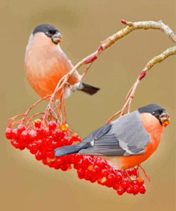 Eurasian Bullfinches Birds paint by numbers