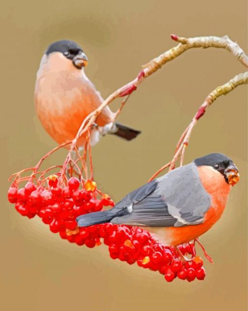 Eurasian Bullfinches Birds paint by numbers