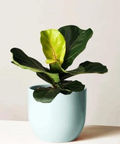 Fiddle Leaf Fig Plant Pot paint by numbers