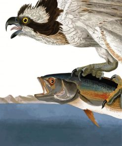 Fish Hawk Or Osprey Paint By Number