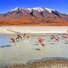 Flamingos in Bolivia paint by numbers