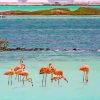 Flamingos In Bonaire Island paint by numbers