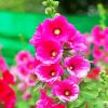 Fuchsia Hollyhocks paint by numbers