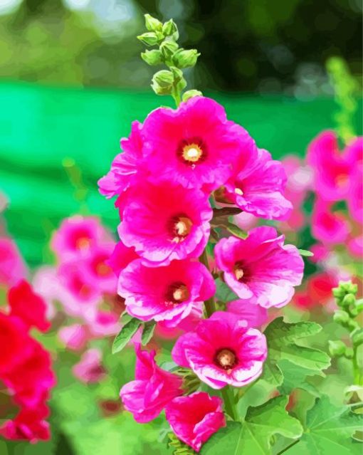 Fuchsia Hollyhocks paint by numbers