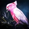 Pink Galah Bird Paint By Number