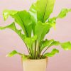 Green Birds Nest Fern paint by numbers