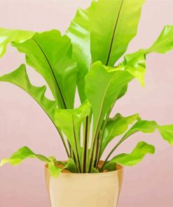 Green Birds Nest Fern paint by numbers