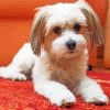 Havanese Dog Puppy paint by numbers