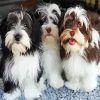 Havanese Puppies paint by numbers