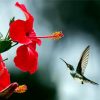 Hummingbird And A Red Flower Paint By Number