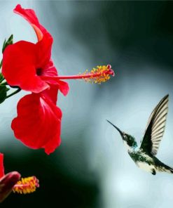 Hummingbird And A Red Flower Paint By Number