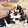 Husky Puppies paint by number