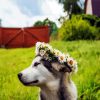 Husky With Flowers Crown Paint By Number
