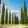 Italian Cypress Trees paint by numbers