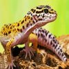 Leopard Gecko Lizard paint by numbers