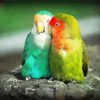 Lovebirds Parrots paint by numbers